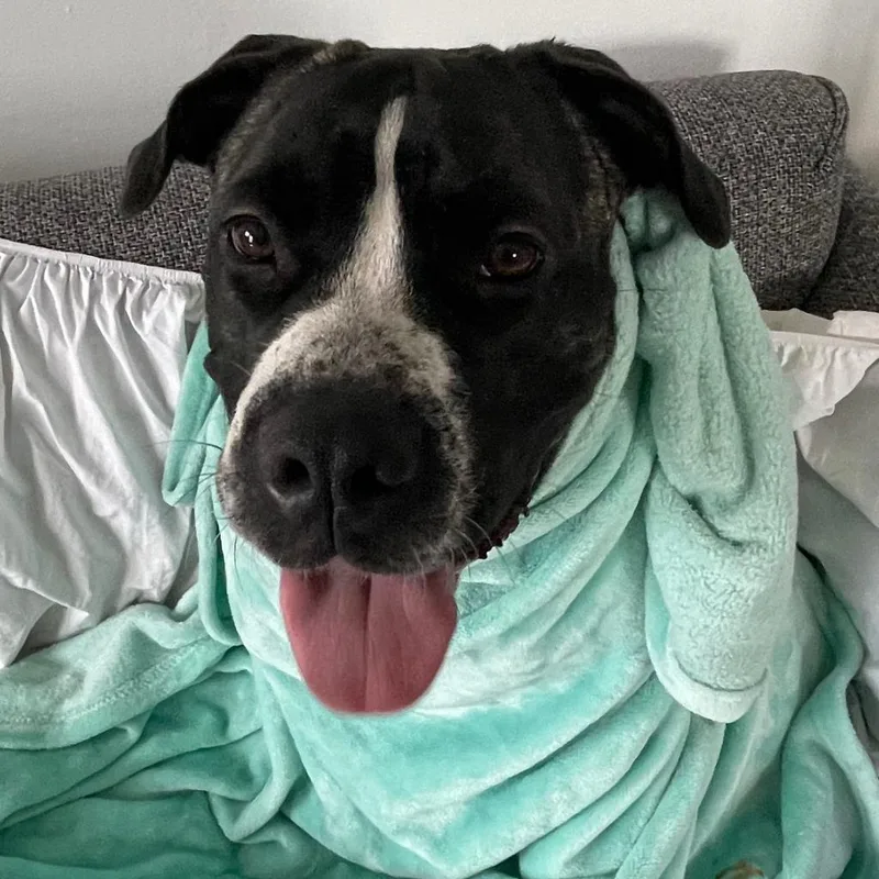 Dutchess thumbnail 3