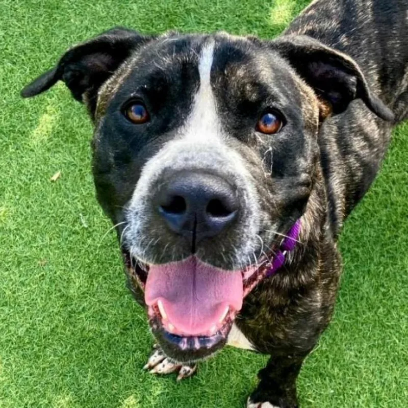 Dutchess thumbnail 4