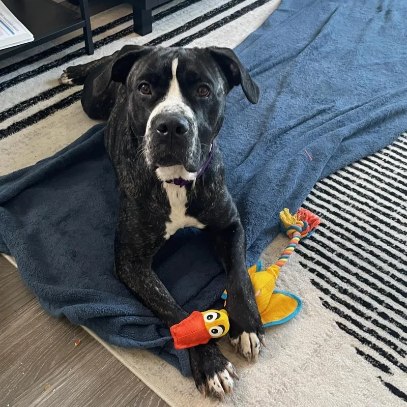 Dutchess thumbnail 5