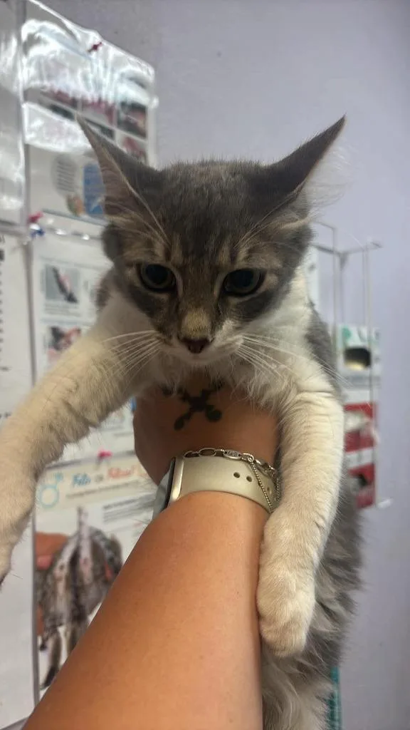 A baby small-sized male Domestic Short Hair cat named Sylvester for adoption in New Braunfels, TX