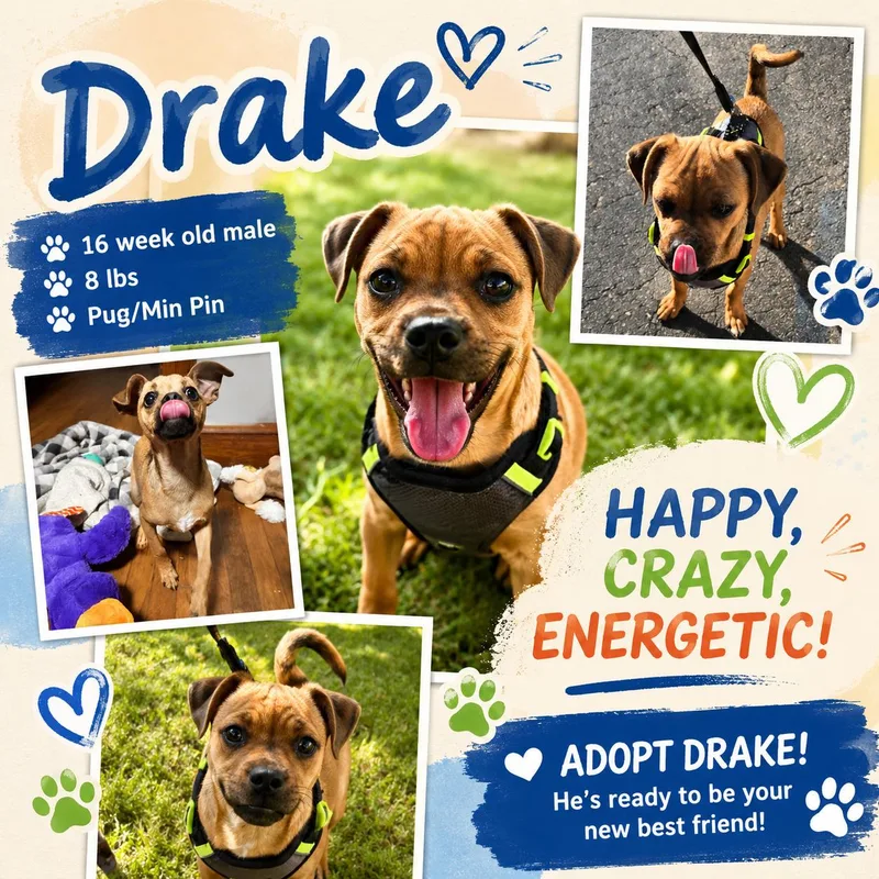 A baby small-sized male Apricot / Beige Pug dog named Drake for adoption in Wauregan, CT