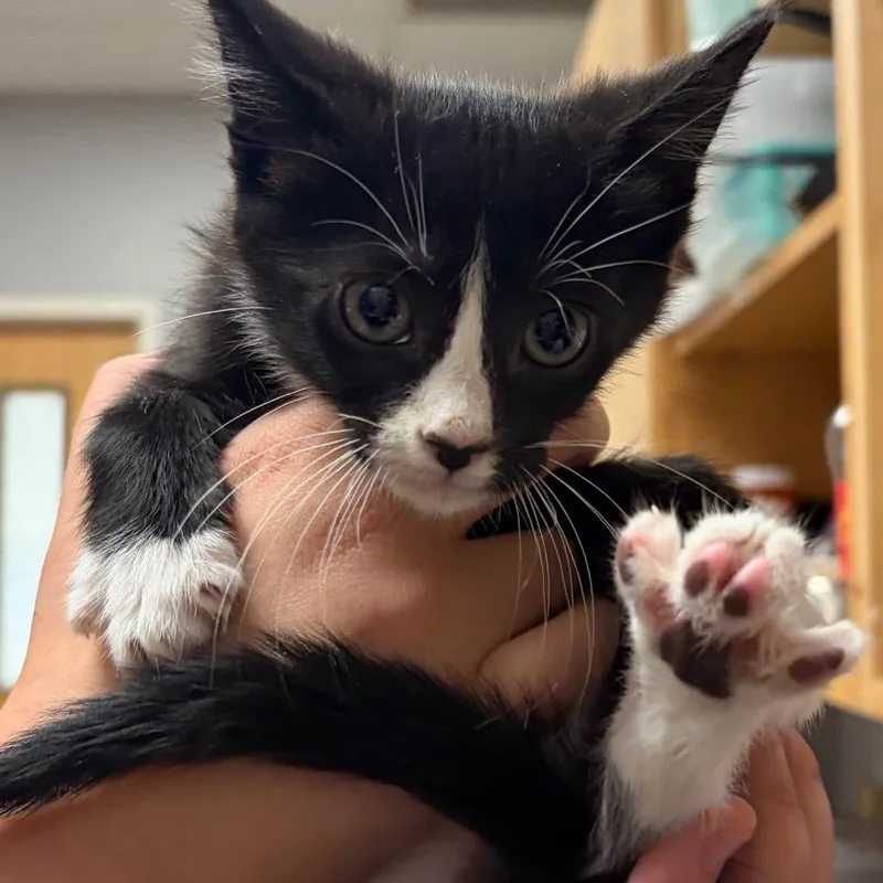 A baby small-sized male Black Domestic Short Hair cat named Gothic Revival for adoption in Chattanooga, TN