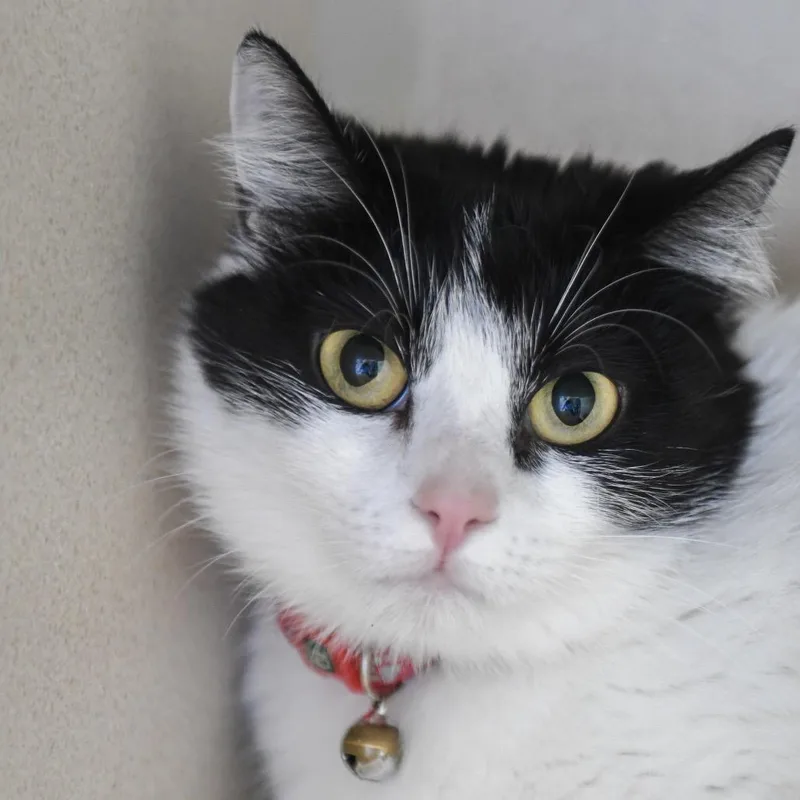 A young medium-sized female White Domestic Short Hair cat named Pepper for adoption in Redwood City, CA