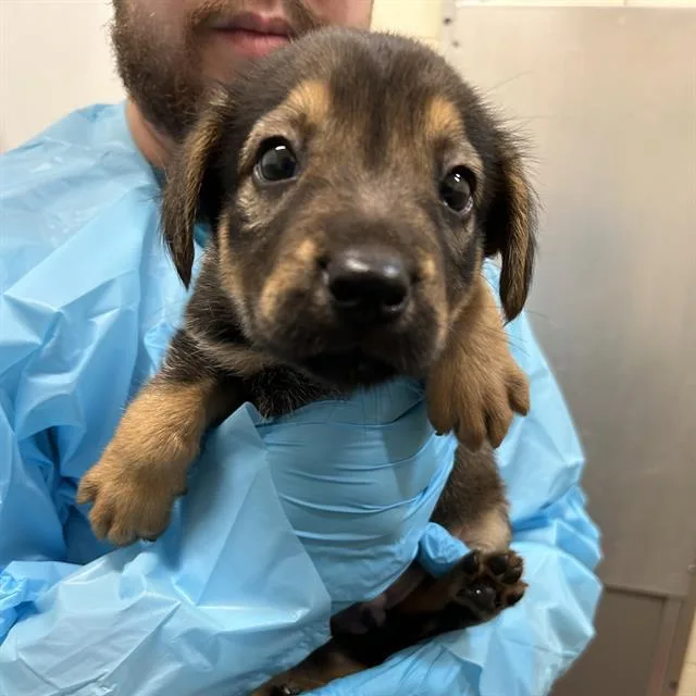 A baby small-sized male German Shepherd Dog dog named Lobito for adoption in San Antonio, TX