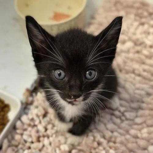 A baby small-sized male Black & White / Tuxedo Domestic Short Hair cat named Igor for adoption in Tampa, FL