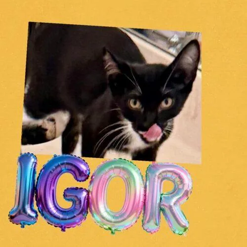 Igor thumbnail 5