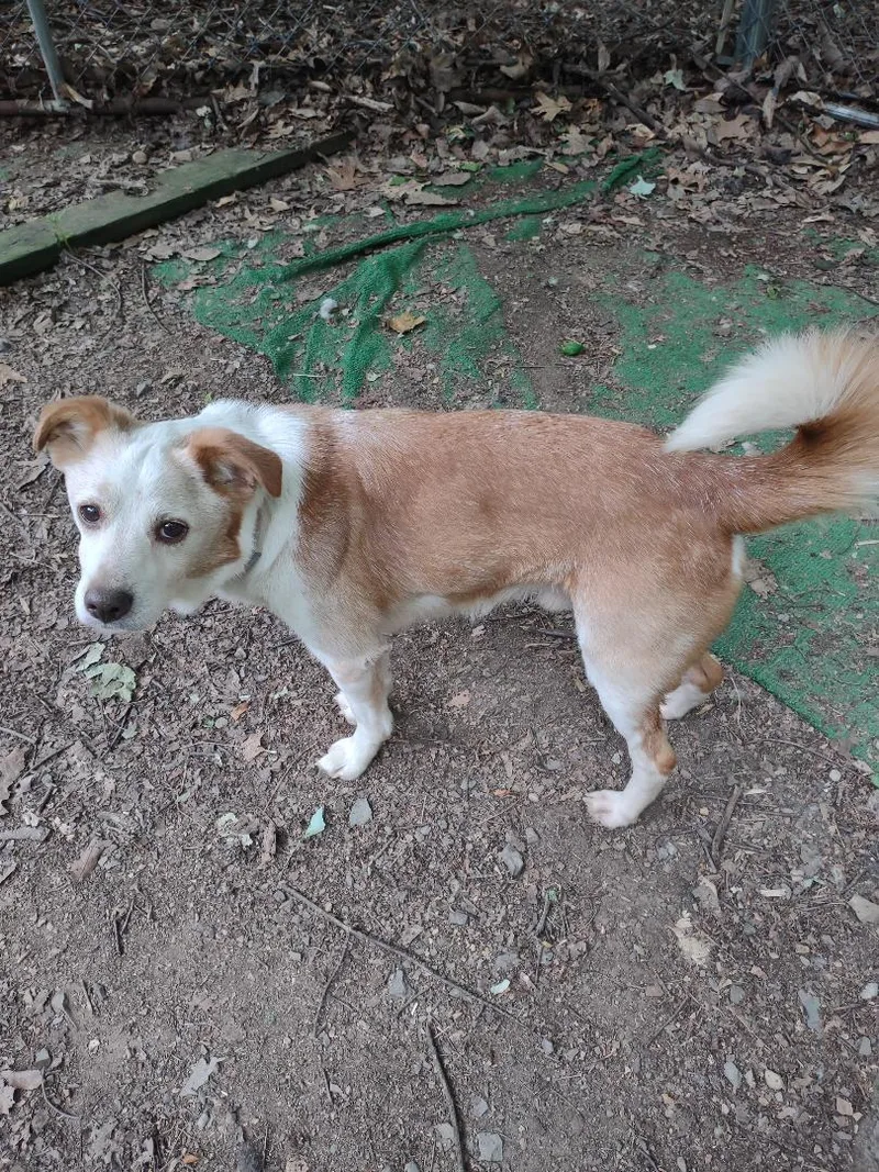 An adult small-sized male Red / Chestnut / Orange Jack Russell Terrier dog named Squash for adoption in Millerstown, PA