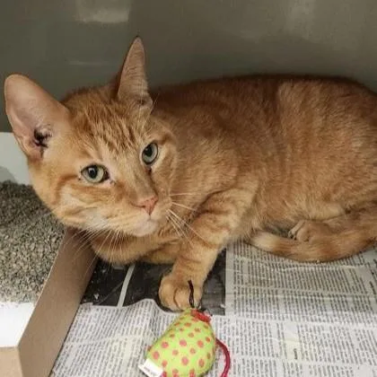 A senior large-sized male Tabby (Orange / Red) Domestic Short Hair cat named Bailey for adoption in Phoenixville, PA