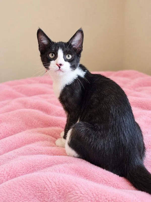 A young medium-sized male Tabby cat named Jace for adoption in Ocala, FL