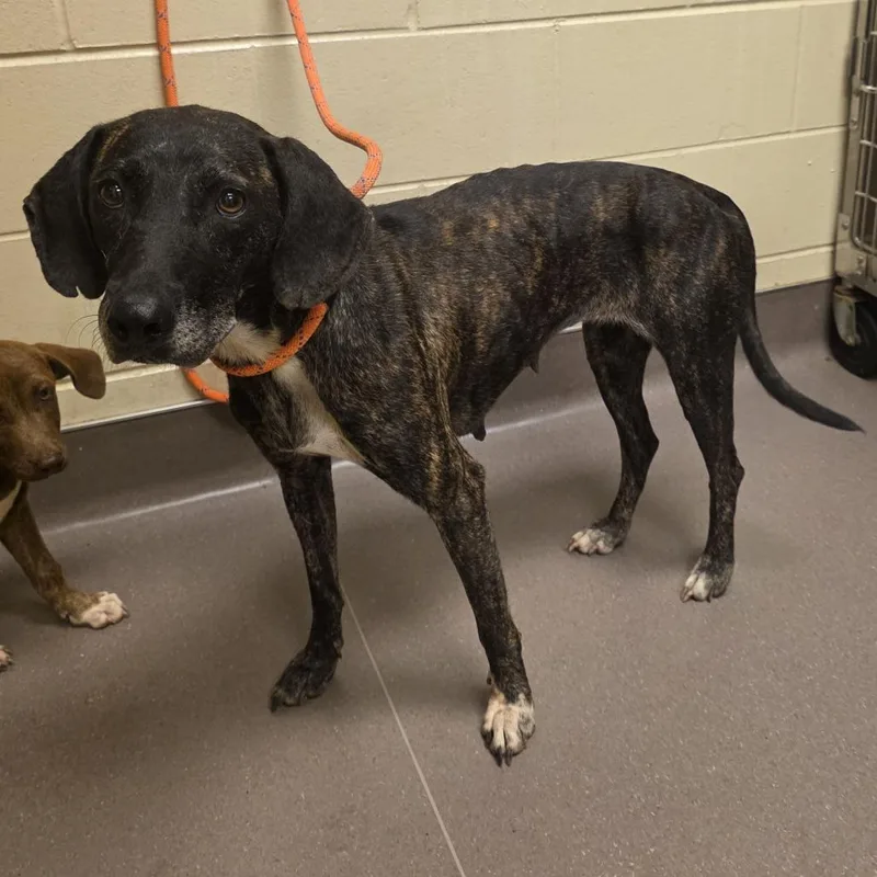 An adult medium-sized female Black Hound dog named Bridget for adoption in Norman, OK