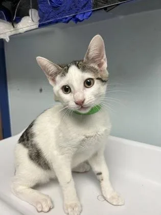 A baby small-sized female Domestic Short Hair cat named Mochi for adoption in Largo, FL