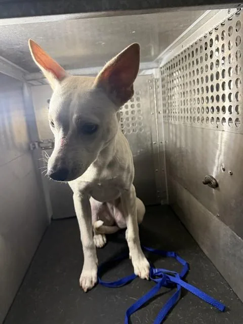 A young medium-sized female Labrador Retriever dog named Baby Girl for adoption in Corpus Christi, TX