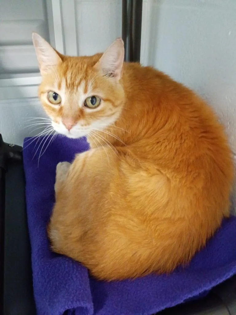 An adult medium-sized male Domestic Short Hair cat named Alexander Hamilton for adoption in Hamilton, OH
