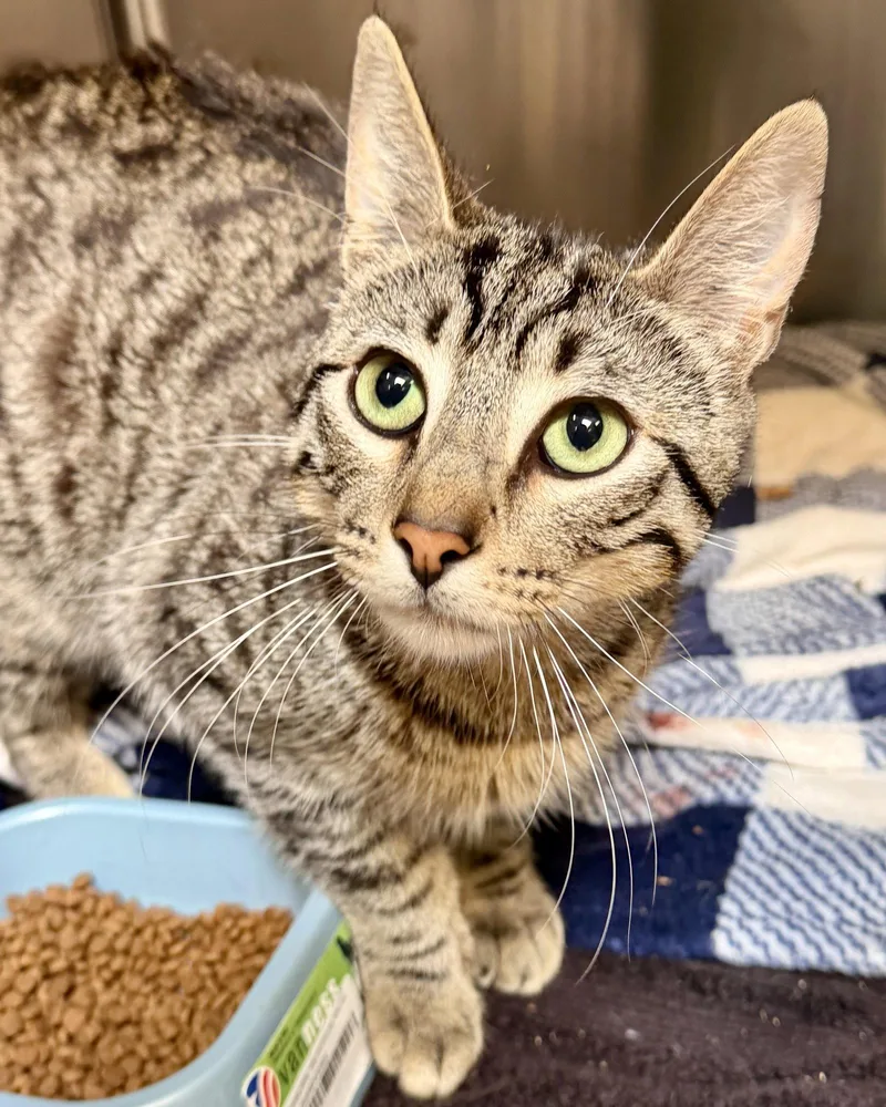 A young small-sized male Brown / Chocolate Domestic Short Hair cat named Achilles for adoption in Oakland, CA
