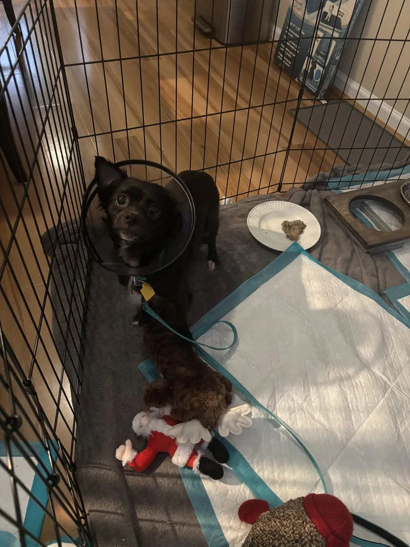 A young small-sized female Chihuahua dog named Raven for adoption in Norfolk, VA