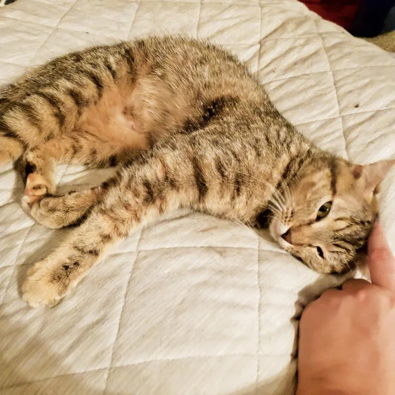An adult small-sized female Brown / Chocolate Domestic Short Hair cat named Nala for adoption in La Grange, KY