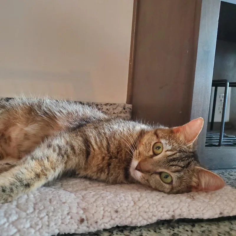 Nala thumbnail 3