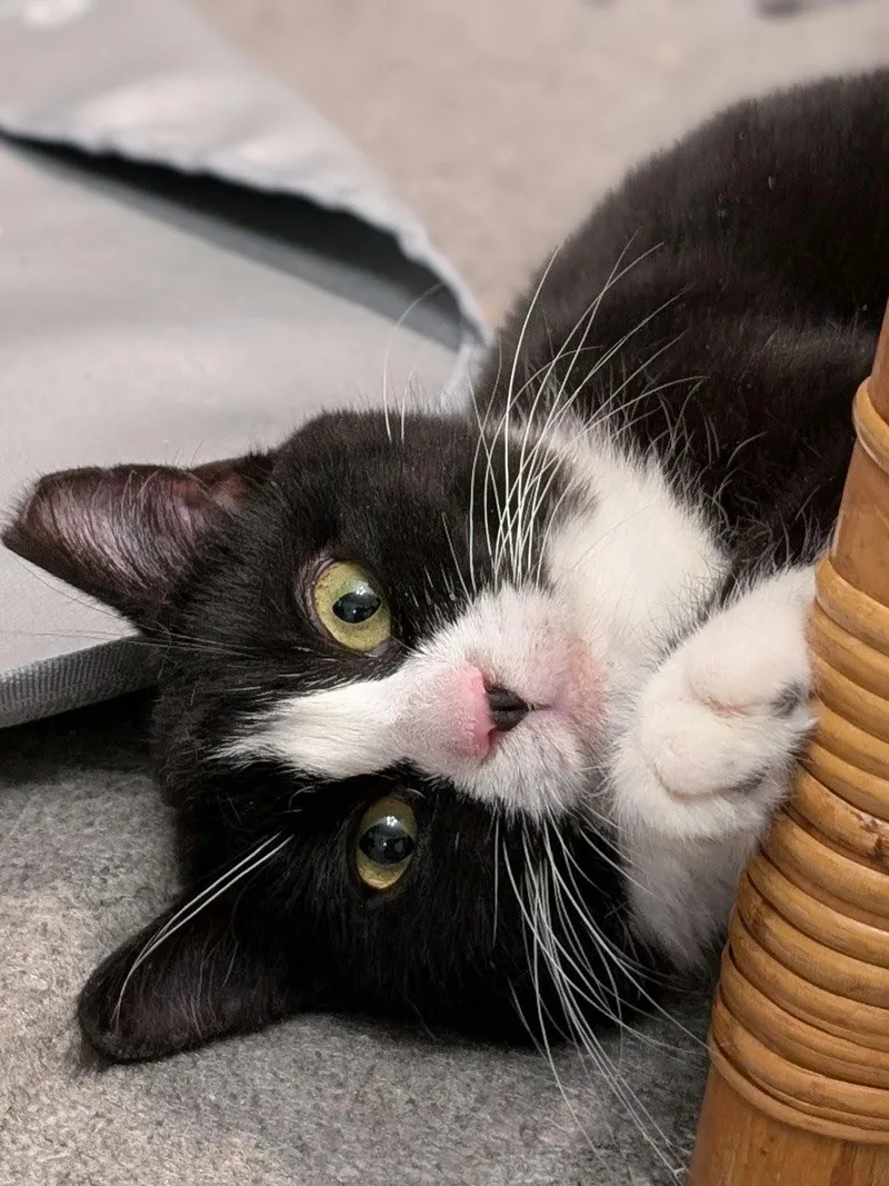 A young medium-sized female Black & White / Tuxedo Domestic Short Hair cat named Lola for adoption in Johnsburg, IL