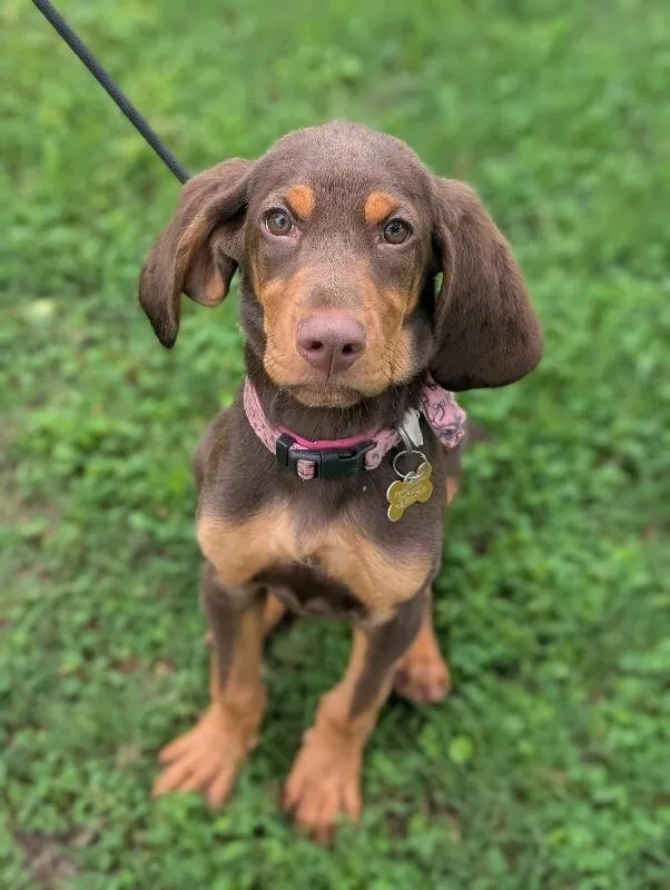 A baby medium-sized female Brown / Chocolate Bloodhound dog named Mabel for adoption in Aiken, SC
