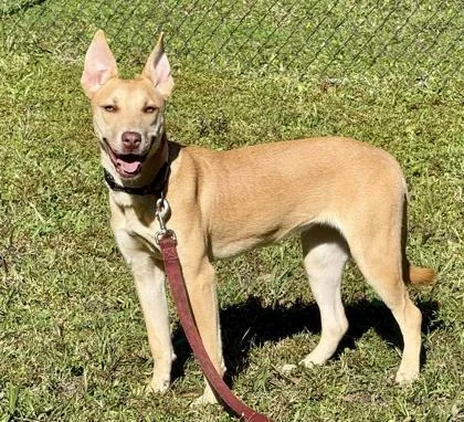An adult medium-sized female Shepherd dog named Maple for adoption in Palm Coast, FL