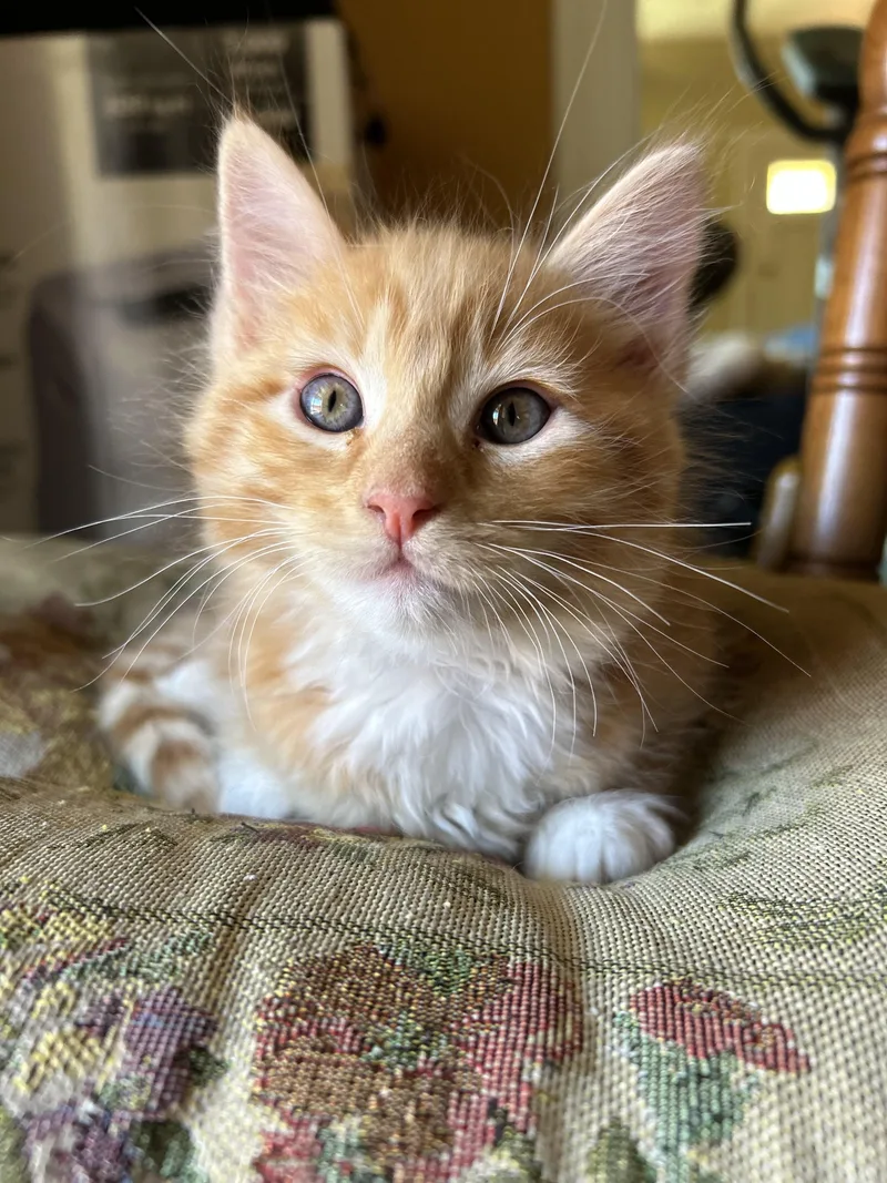 Peaches thumbnail 2