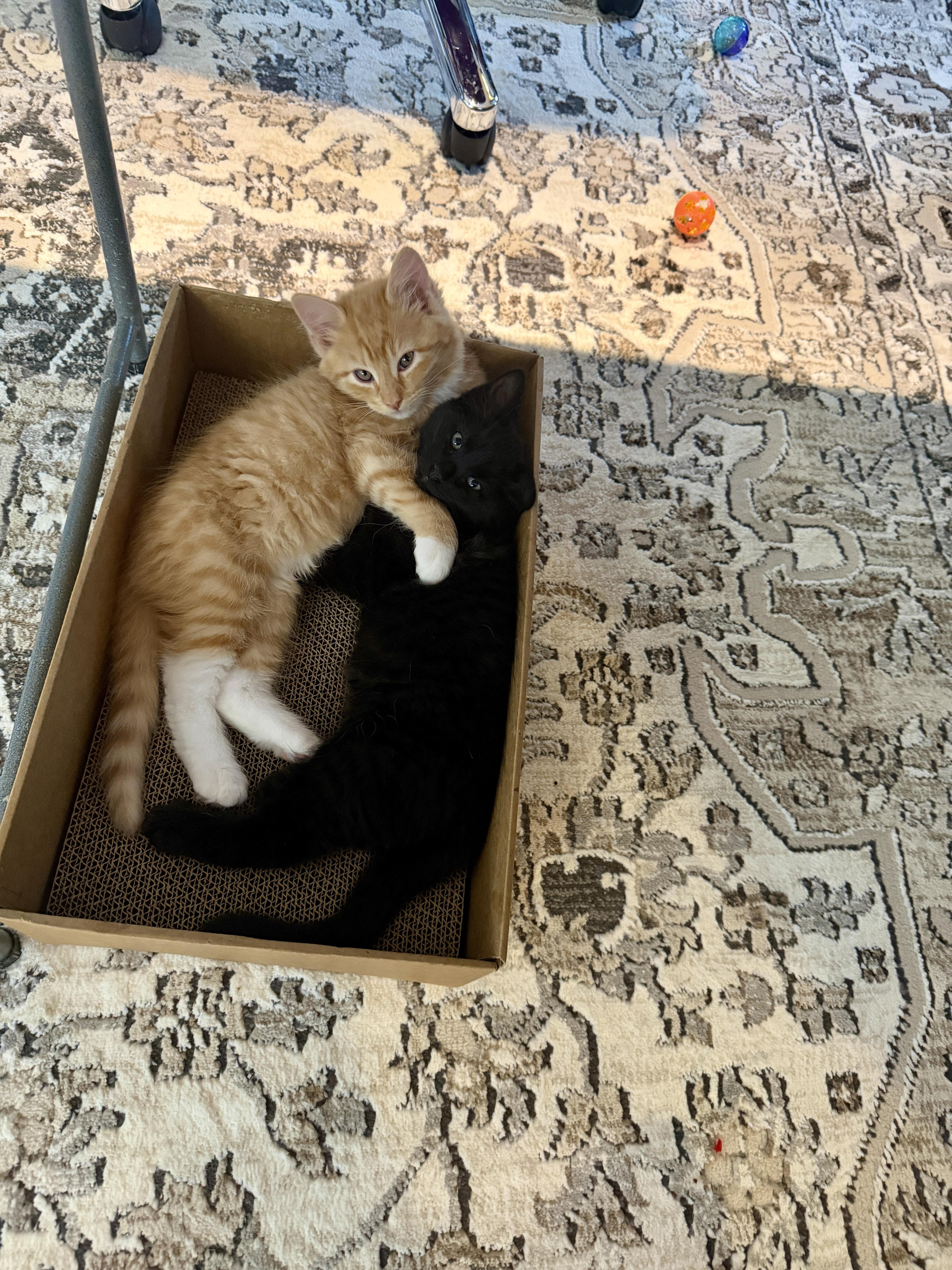 Peaches thumbnail 3