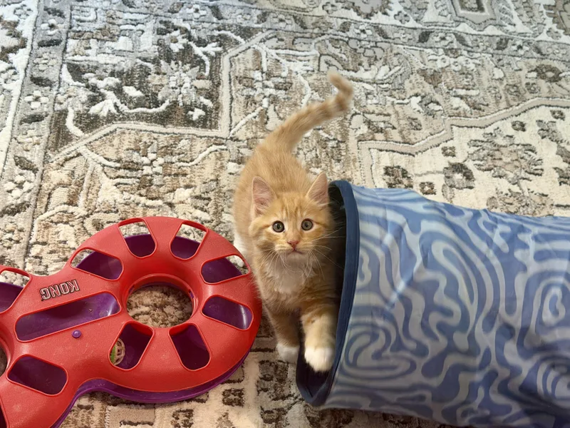 Peaches thumbnail 4