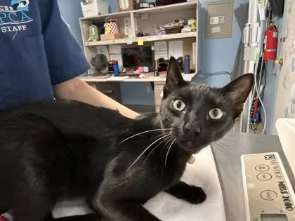 Jiji