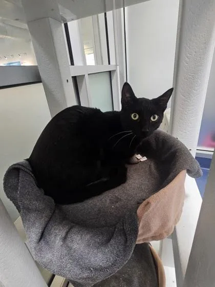 Jiji thumbnail 2