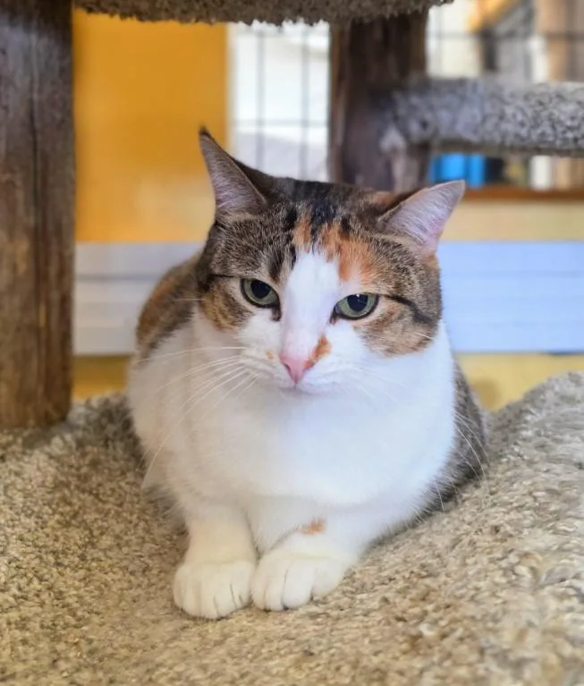 A young medium-sized female White Domestic Short Hair cat named Badette for adoption in Chicago, IL