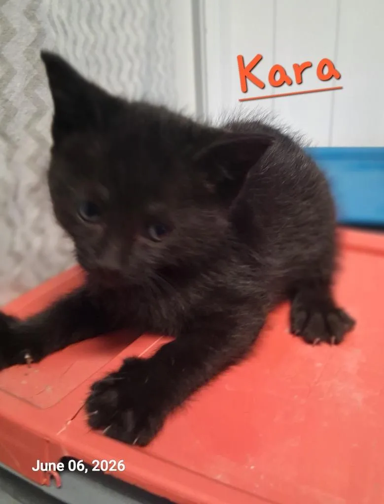 A baby medium-sized female Domestic Short Hair cat named Kara for adoption in Hartford City, IN