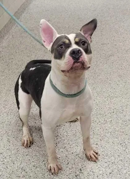 An adult large-sized female Gray / Blue / Silver Pit Bull Terrier dog named Pastel for adoption in Kansas City, MO