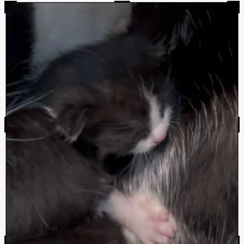 A baby small-sized male Black Domestic Short Hair cat named Castor for adoption in Los Angeles, CA