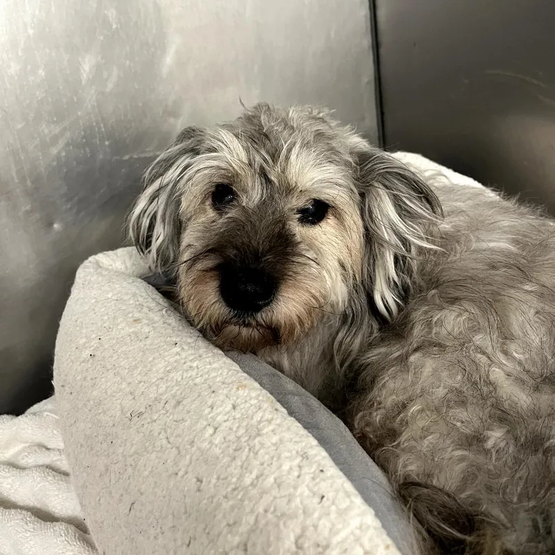 An adult small-sized male Yellow / Tan / Blond / Fawn Poodle dog named Rex for adoption in Waldorf, MD