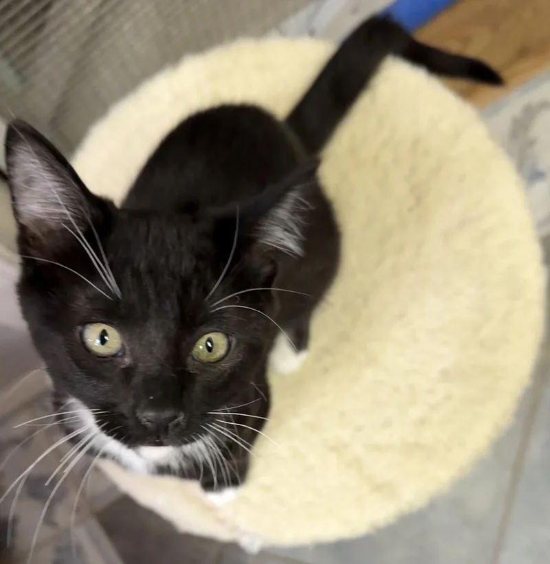 A baby medium-sized male Tuxedo cat named Lipton Tea for adoption in Vacaville, CA