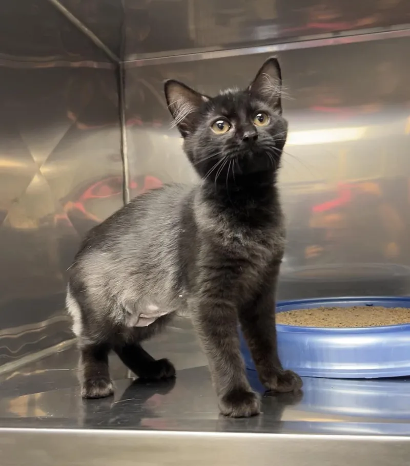A baby medium-sized female Black Domestic Long Hair cat named Wanda for adoption in Montville, NJ