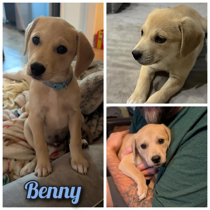 A baby medium-sized male Apricot / Beige Labrador Retriever dog named Benny for adoption in Bastrop, TX