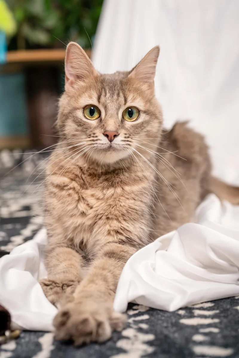A young medium-sized female Buff / Tan / Fawn Domestic Medium Hair cat named Lilly for adoption in Ashland, VA