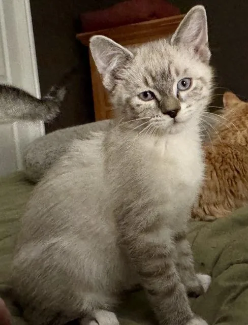 A baby small-sized male Siamese cat named Doc for adoption in West Valley City, UT