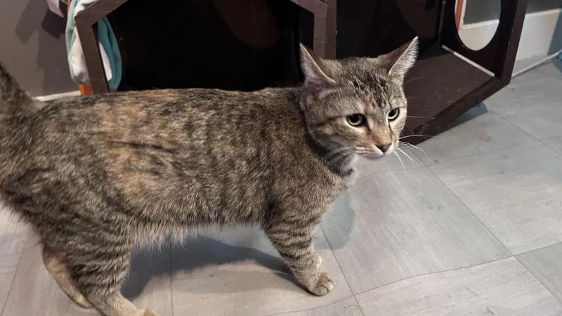 Pretty Girl thumbnail 2