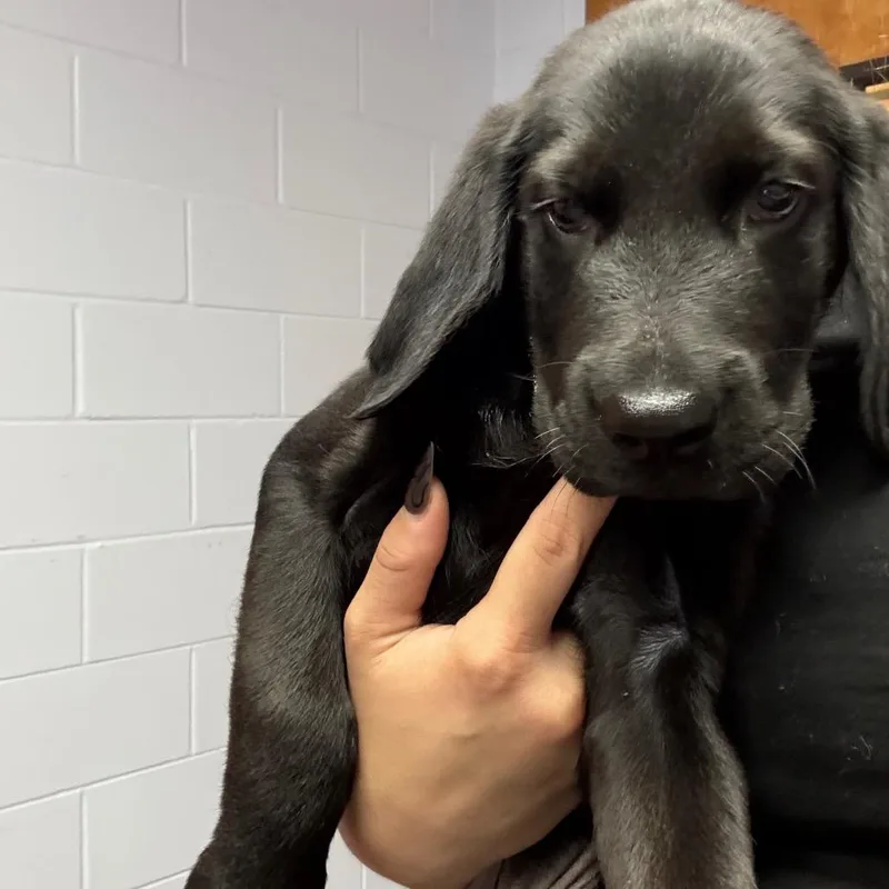 A baby large-sized male Black Hound dog named Veil for adoption in Middleburg, FL