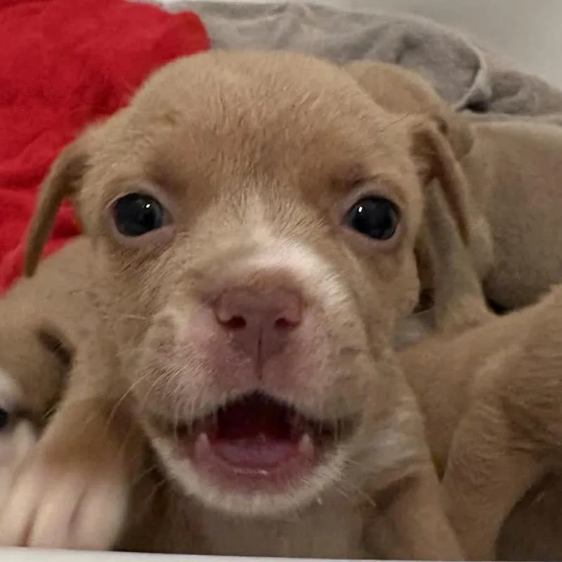 Cream Puff thumbnail 2