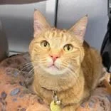 An adult medium-sized male Tabby (Orange / Red) Domestic Short Hair cat named Monkey for adoption in Lansing, MI