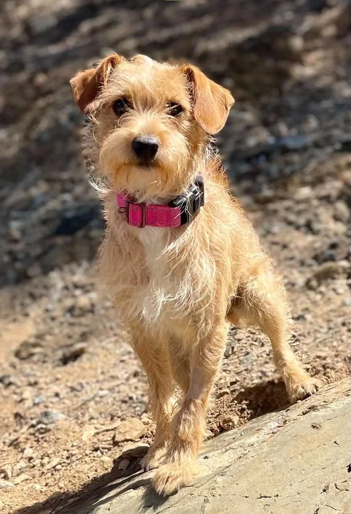 Blondie