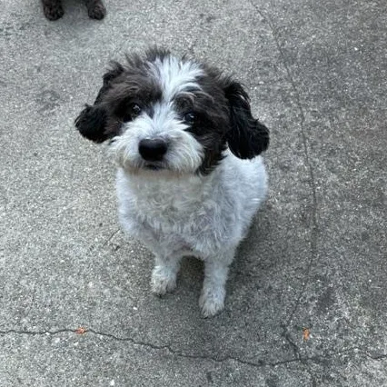 A senior small-sized male Black Poodle dog named Jack for adoption in Sacramento, CA