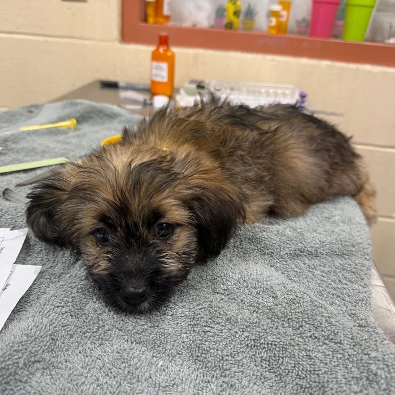 A baby small-sized female Brown / Chocolate Havanese dog named Fuzzball for adoption in Springfield, MA