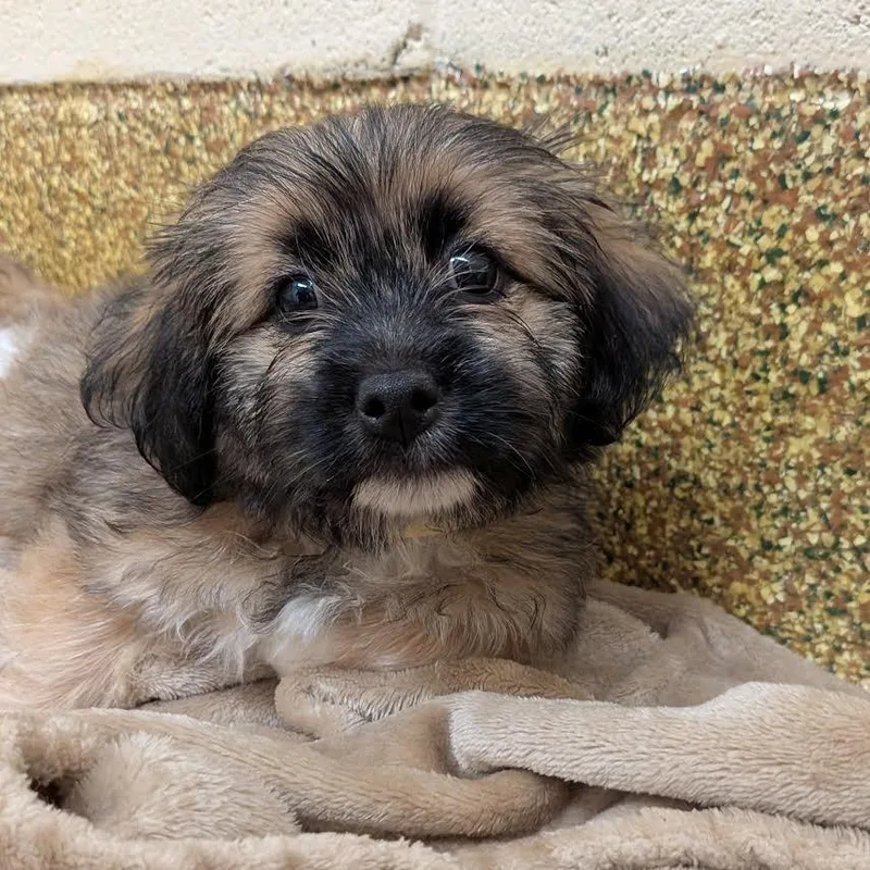 Fuzzball thumbnail 2