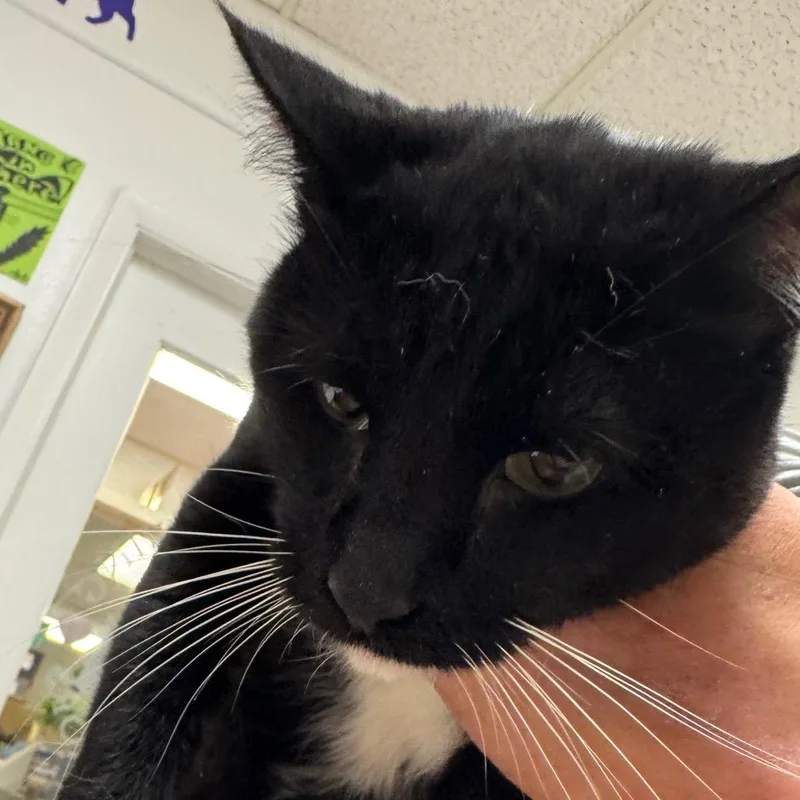 An adult large-sized male Domestic Short Hair cat named Pumps for adoption in Peoria, IL