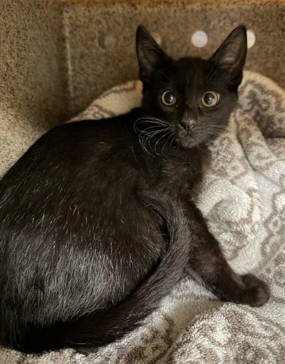 Zuko