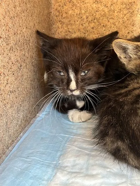 A baby small-sized male Domestic Short Hair cat named Max for adoption in Stockton, CA